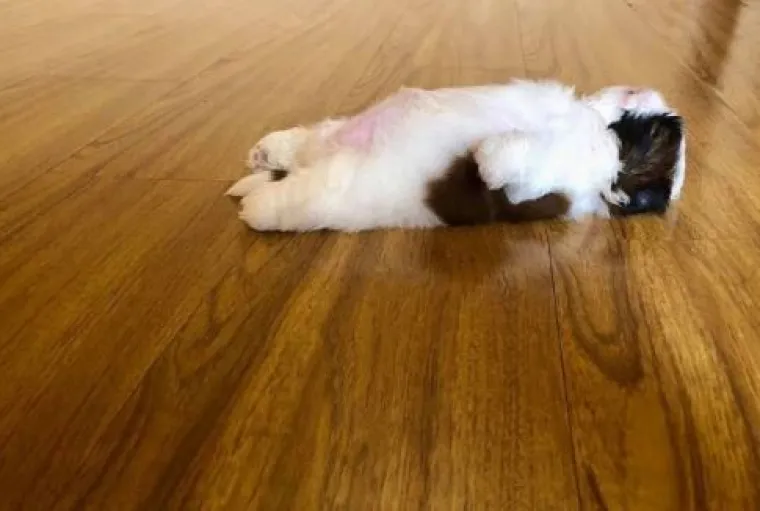 Medena beba Shih Tzua postala viralna jer spava samo 'kao čovjek'