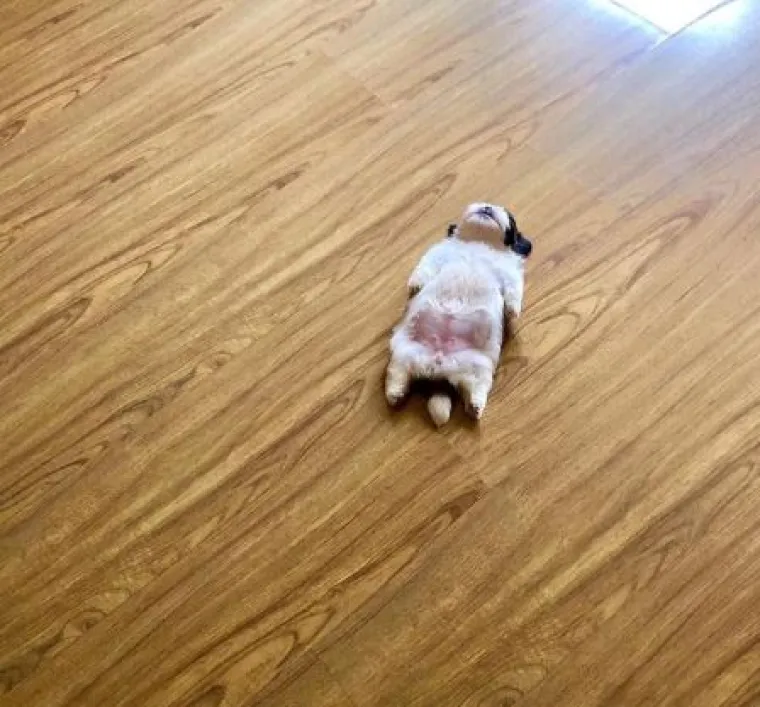 Medena beba Shih Tzua postala viralna jer spava samo 'kao čovjek'