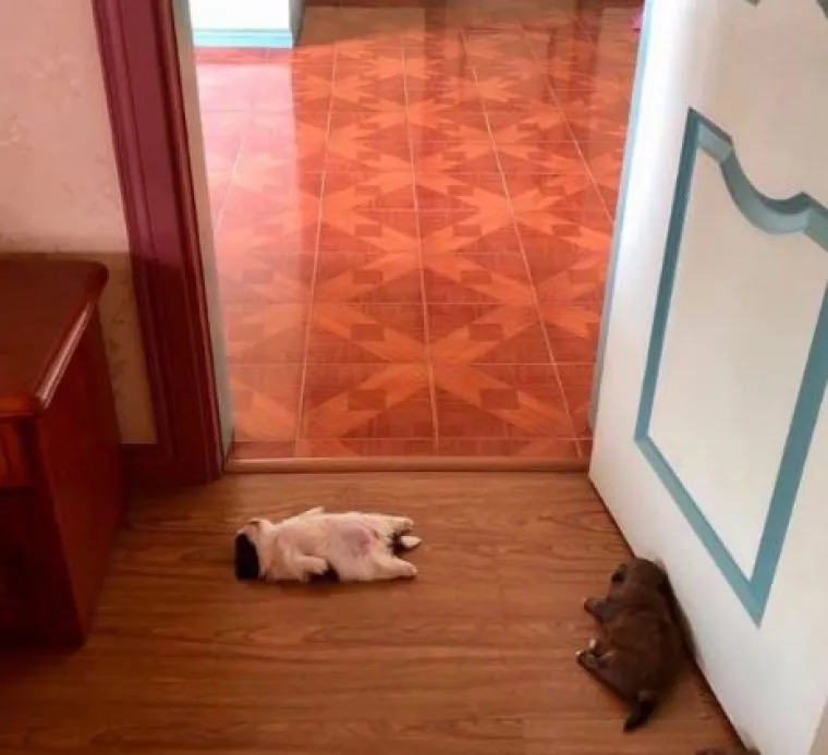 Medena beba Shih Tzua postala viralna jer spava samo 'kao čovjek'