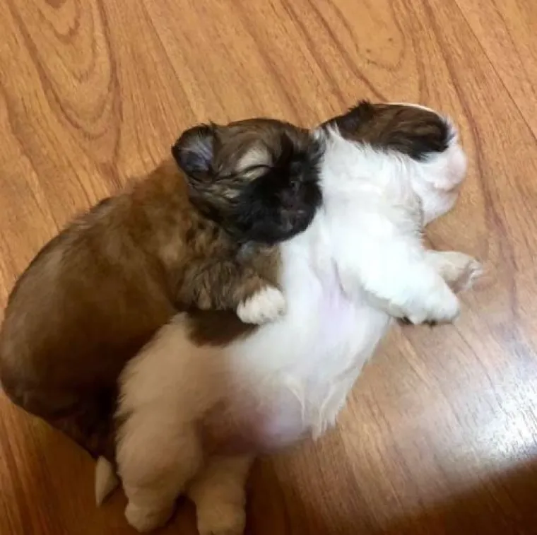 Medena beba Shih Tzua postala viralna jer spava samo 'kao čovjek'