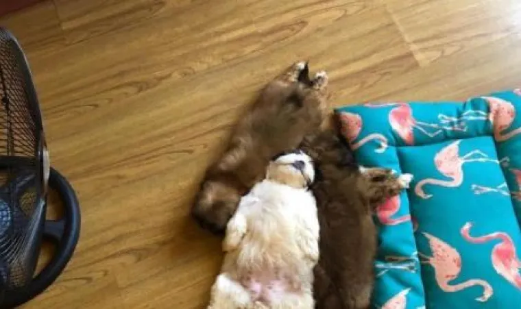 Medena beba Shih Tzua postala viralna jer spava samo 'kao čovjek'