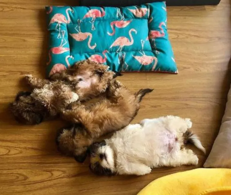 Medena beba Shih Tzua postala viralna jer spava samo 'kao čovjek'