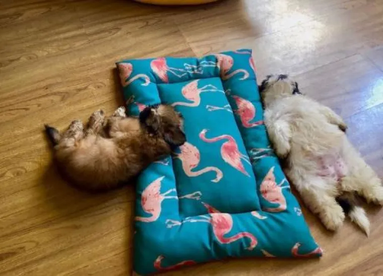 Medena beba Shih Tzua postala viralna jer spava samo 'kao čovjek'