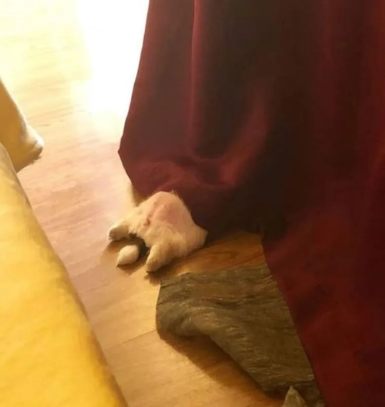 Medena beba Shih Tzua postala viralna jer spava samo 'kao čovjek'