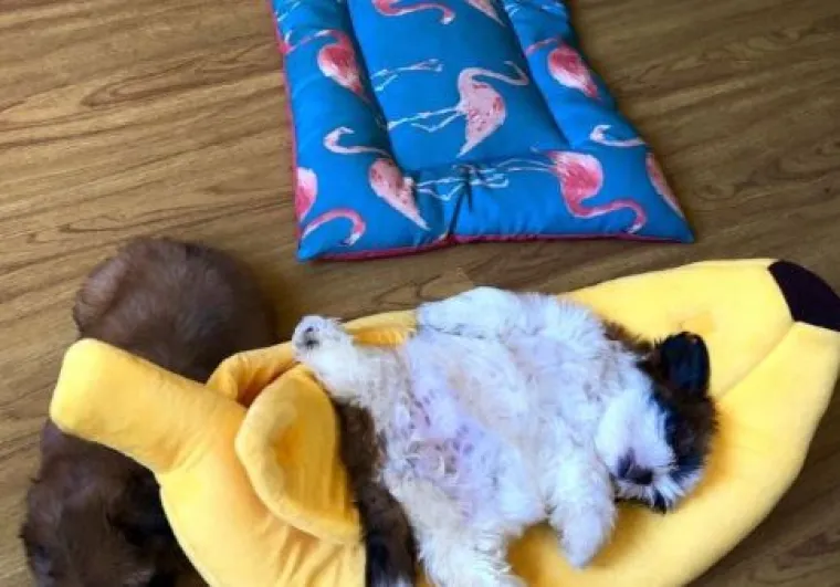 Medena beba Shih Tzua postala viralna jer spava samo 'kao čovjek'