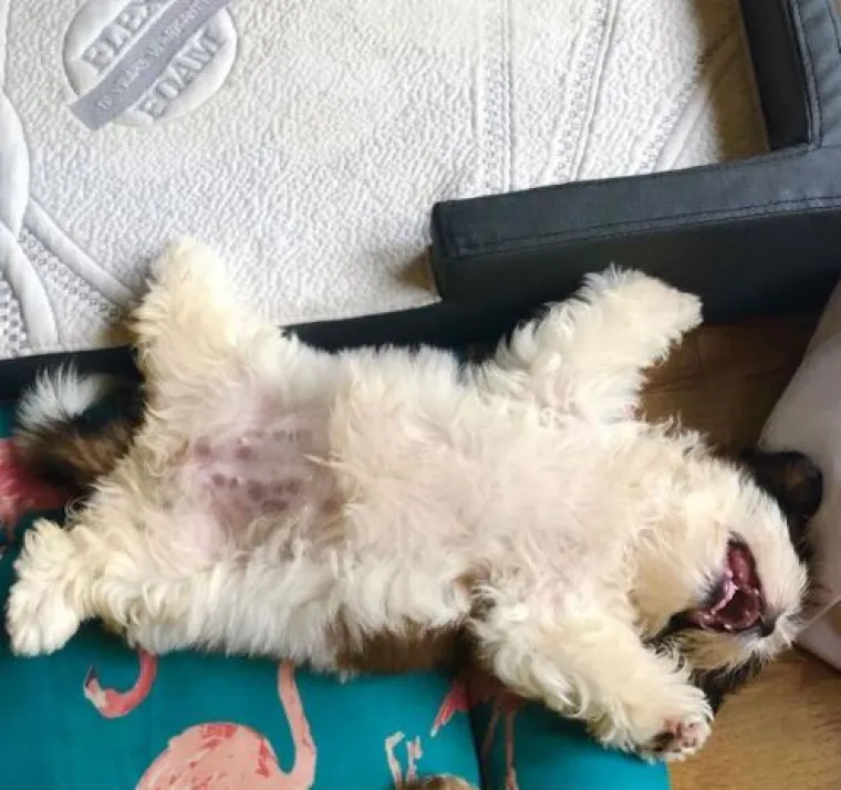 Medena beba Shih Tzua postala viralna jer spava samo 'kao čovjek'