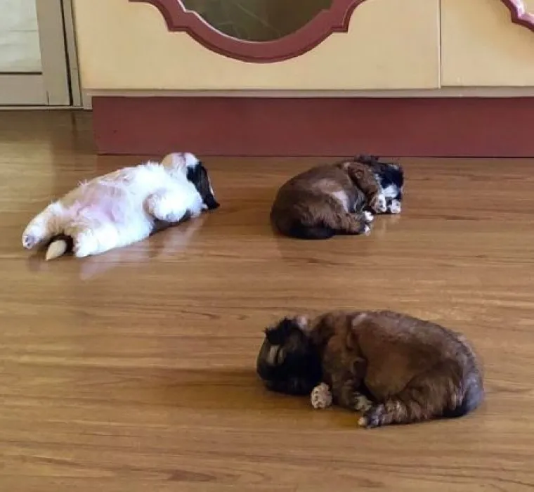 Medena beba Shih Tzua postala viralna jer spava samo 'kao čovjek'