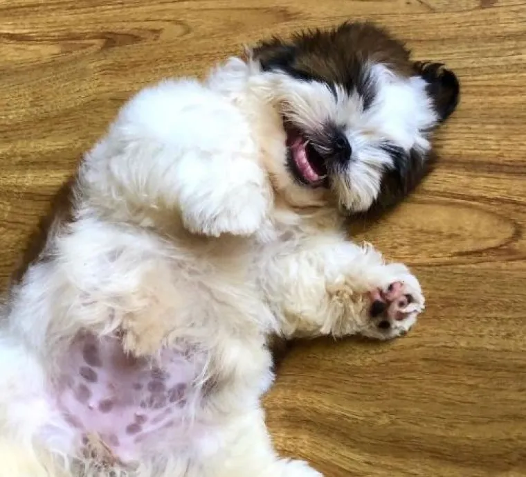 Medena beba Shih Tzua postala viralna jer spava samo 'kao čovjek'