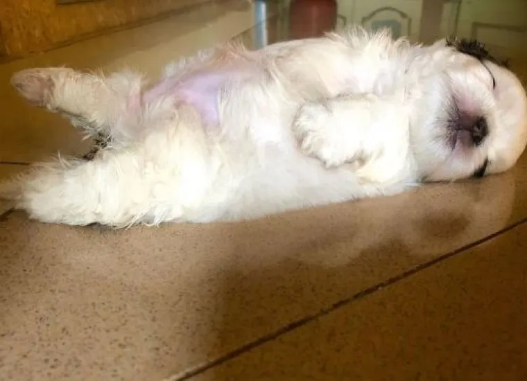 Medena beba Shih Tzua postala viralna jer spava samo 'kao čovjek'