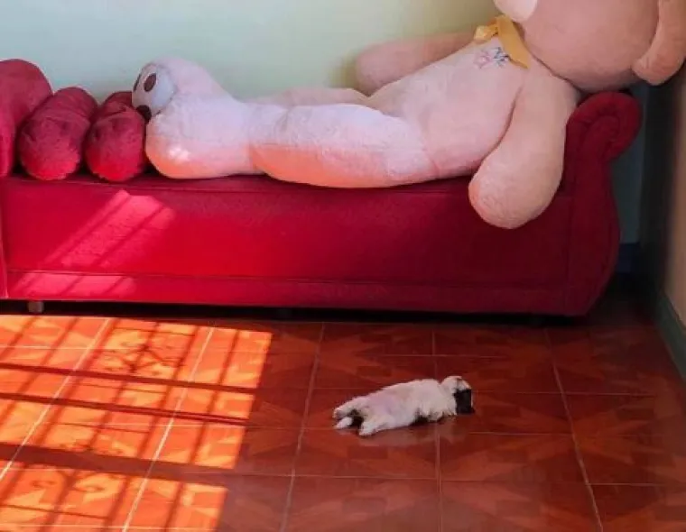 Medena beba Shih Tzua postala viralna jer spava samo 'kao čovjek'