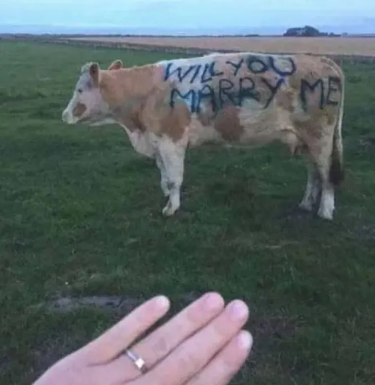 Prsten u pizzi, svinji ili hamburgeru? 14 najgorih prosidba interneta