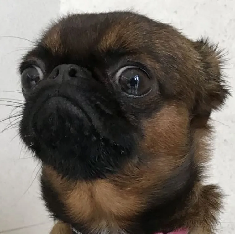 Ekipa dijeli najsmješnije slike svojih ljubimaca, izdvojili smo 20 najboljih