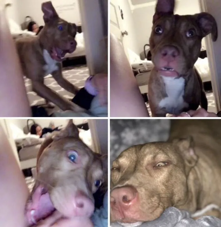 Ekipa dijeli najsmješnije slike svojih ljubimaca, izdvojili smo 20 najboljih