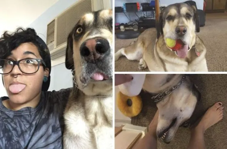 Ekipa dijeli najsmješnije slike svojih ljubimaca, izdvojili smo 20 najboljih