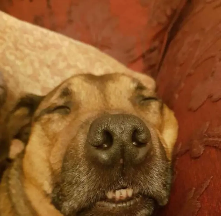 Ekipa dijeli najsmješnije slike svojih ljubimaca, izdvojili smo 20 najboljih