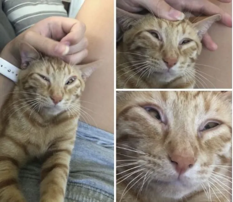 Ekipa dijeli najsmješnije slike svojih ljubimaca, izdvojili smo 20 najboljih