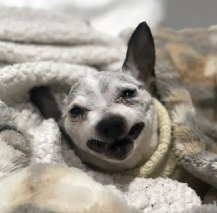 Ekipa dijeli najsmješnije slike svojih ljubimaca, izdvojili smo 20 najboljih