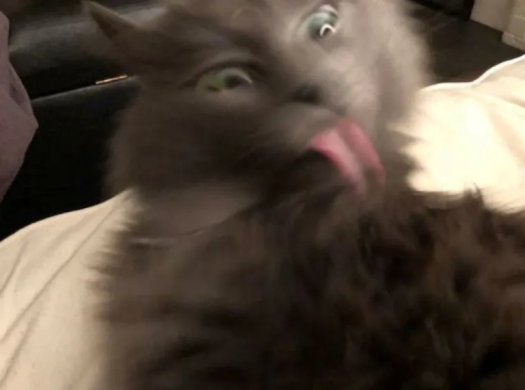 Ekipa dijeli najsmje&scaron;nije slike svojih ljubimaca, izdvojili smo 20 najboljih