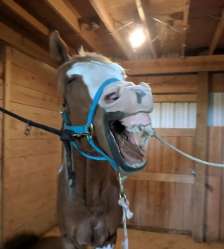 Ekipa dijeli najsmje&scaron;nije slike svojih ljubimaca, izdvojili smo 20 najboljih