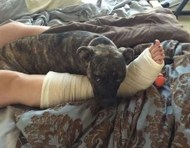 15 fotografija koje dokazuju da nas psi vole vi&scaron;e od sebe samih  i da će uvijek biti uz nas