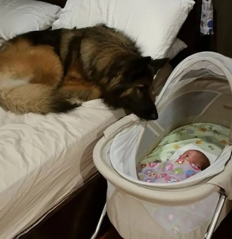 15 fotografija koje dokazuju da nas psi vole vi&scaron;e od sebe samih  i da će uvijek biti uz nas