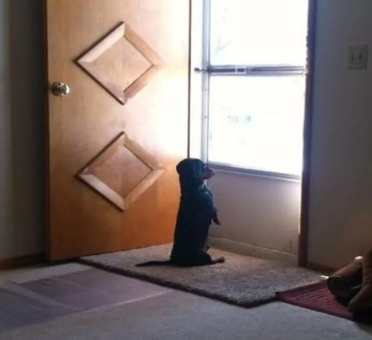 15 fotografija koje dokazuju da nas psi vole vi&scaron;e od sebe samih  i da će uvijek biti uz nas