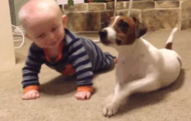 15 fotografija koje dokazuju da nas psi vole vi&scaron;e od sebe samih  i da će uvijek biti uz nas