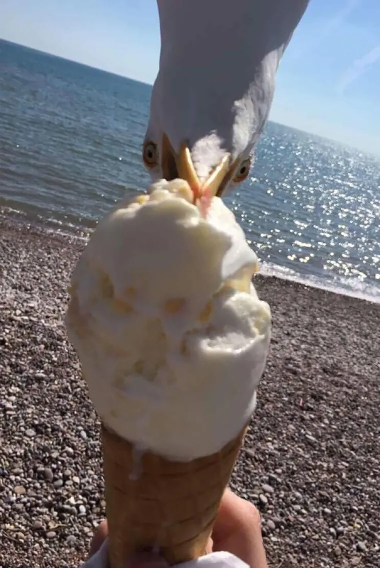 Lito ide mala: 20 najčudnijih stvari koje su ljudi vidjeli na plažama