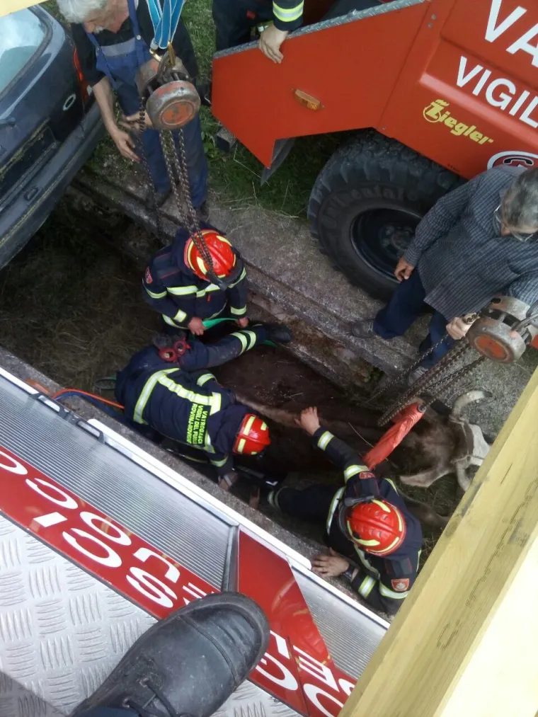 Jedna je krava nes(p)retno upala u kanal i vlasnici ili vlasniku je preostalo samo jedno - pozvati vatrogasce