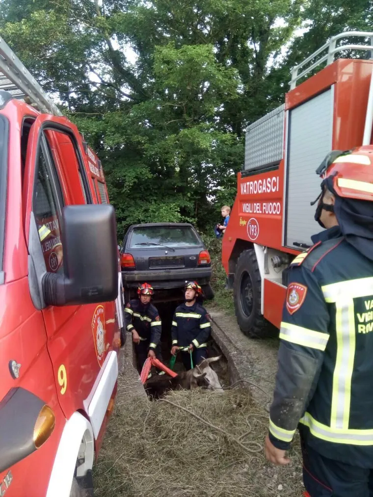 Jedna je krava nes(p)retno upala u kanal i vlasnici ili vlasniku je preostalo samo jedno - pozvati vatrogasce