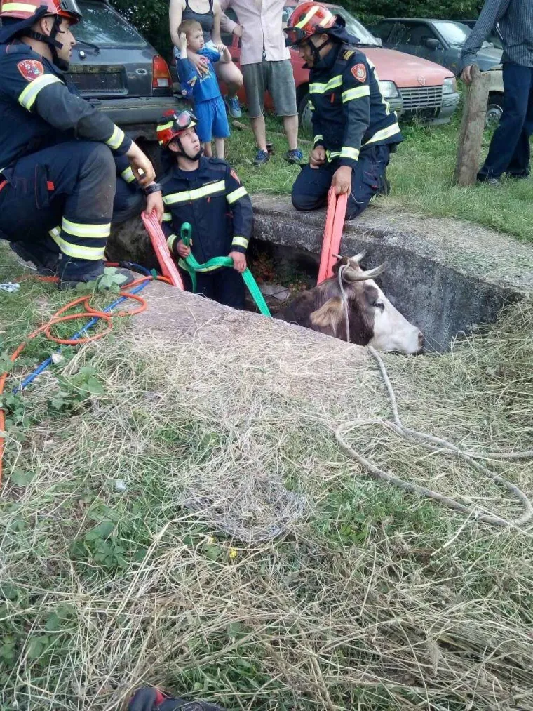 Jedna je krava nes(p)retno upala u kanal i vlasnici ili vlasniku je preostalo samo jedno - pozvati vatrogasce