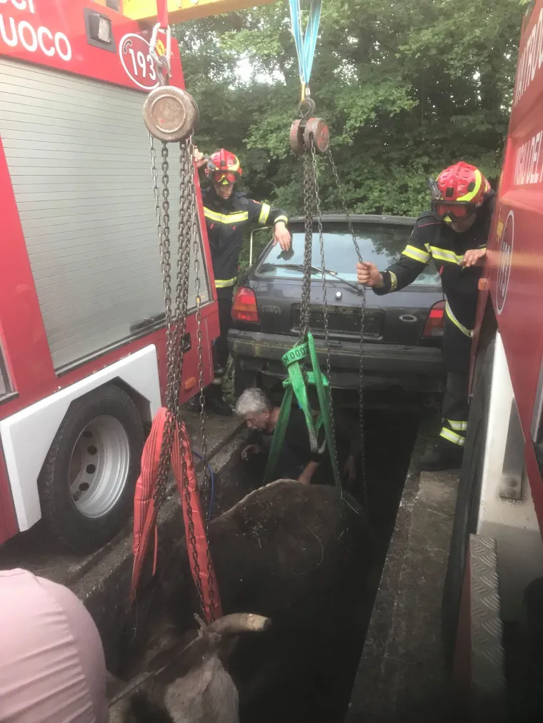 Jedna je krava nes(p)retno upala u kanal i vlasnici ili vlasniku je preostalo samo jedno - pozvati vatrogasce