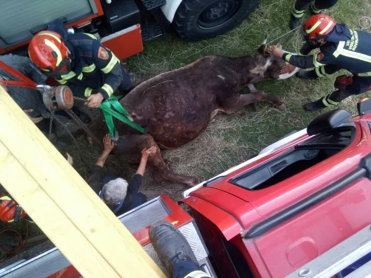 Jedna je krava nes(p)retno upala u kanal i vlasnici ili vlasniku je preostalo samo jedno - pozvati vatrogasce