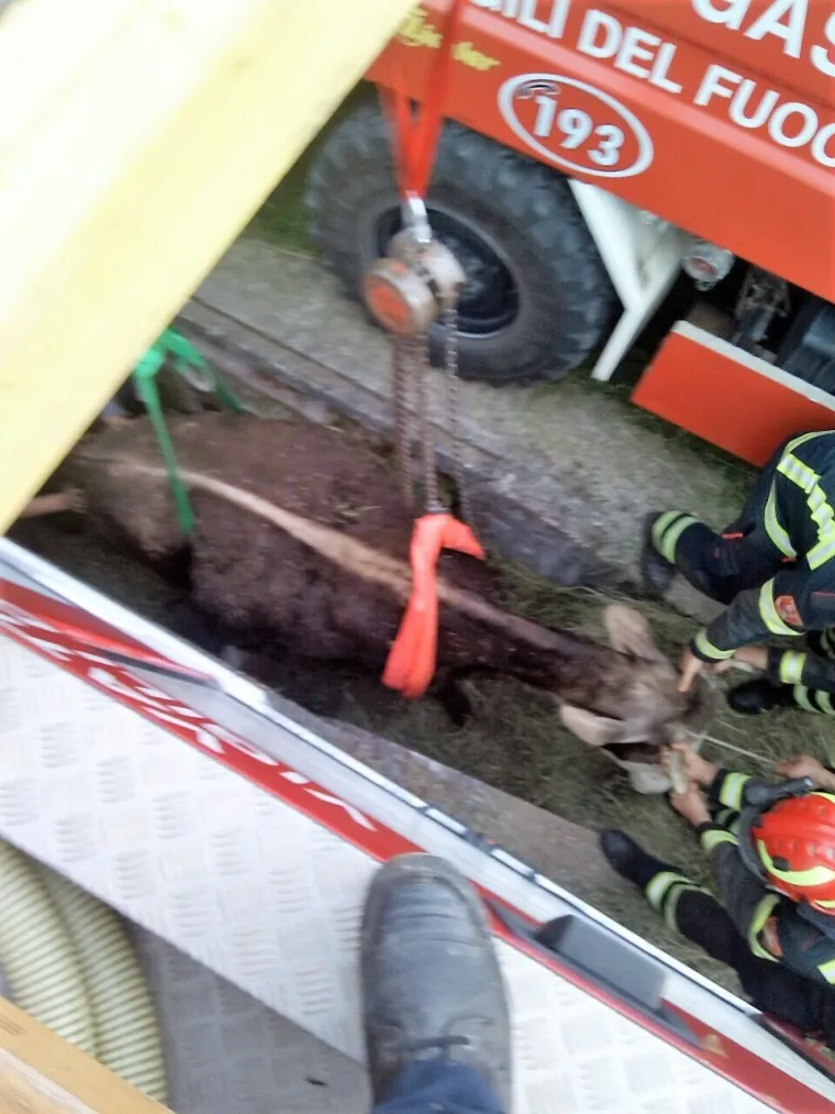 Jedna je krava nes(p)retno upala u kanal i vlasnici ili vlasniku je preostalo samo jedno - pozvati vatrogasce