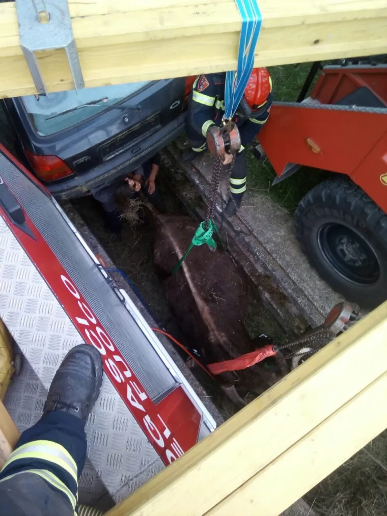 Jedna je krava nes(p)retno upala u kanal i vlasnici ili vlasniku je preostalo samo jedno - pozvati vatrogasce