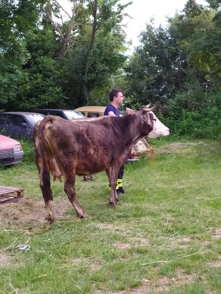 Jedna je krava nes(p)retno upala u kanal i vlasnici ili vlasniku je preostalo samo jedno - pozvati vatrogasce