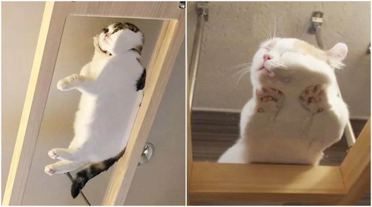 Novi hit na internetu: 'Leteće' mace na staklenim površinama