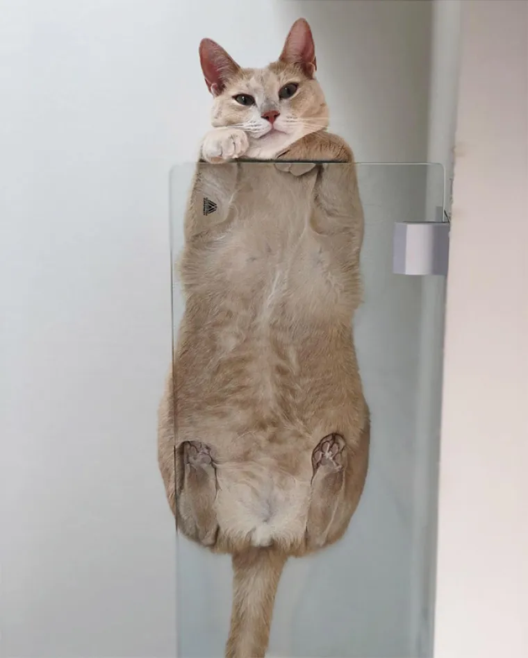 Novi hit na internetu: 'Leteće' mace na staklenim površinama