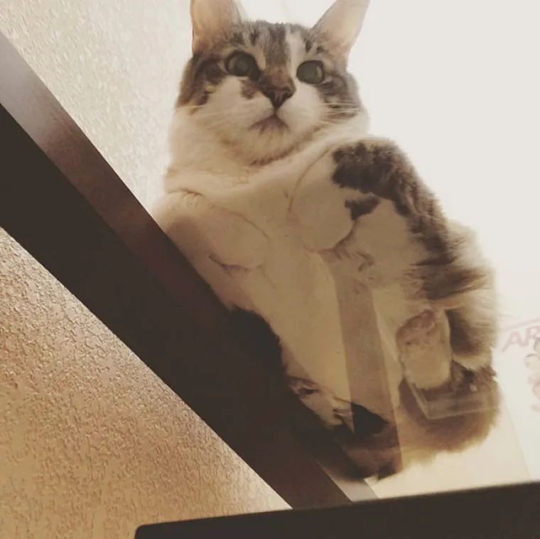 Novi hit na internetu: 'Leteće' mace na staklenim površinama