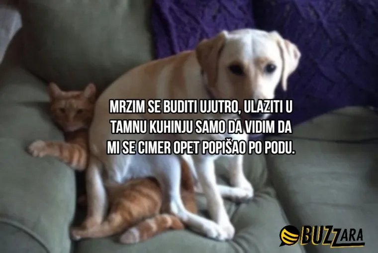'Moj cimer spava u kavezu pored mog kreveta': Ljudi su opisali svoje ljubimce kao cimere s urnebesnim rezultatima