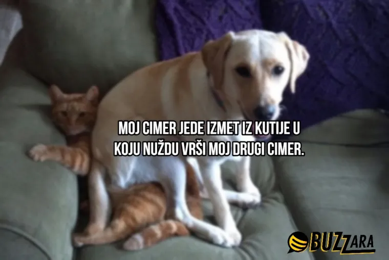 'Moj cimer spava u kavezu pored mog kreveta': Ljudi su opisali svoje ljubimce kao cimere s urnebesnim rezultatima