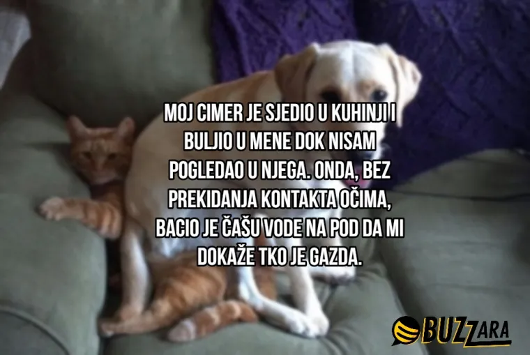 'Moj cimer spava u kavezu pored mog kreveta': Ljudi su opisali svoje ljubimce kao cimere s urnebesnim rezultatima