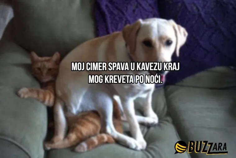 'Moj cimer spava u kavezu pored mog kreveta': Ljudi su opisali svoje ljubimce kao cimere s urnebesnim rezultatima