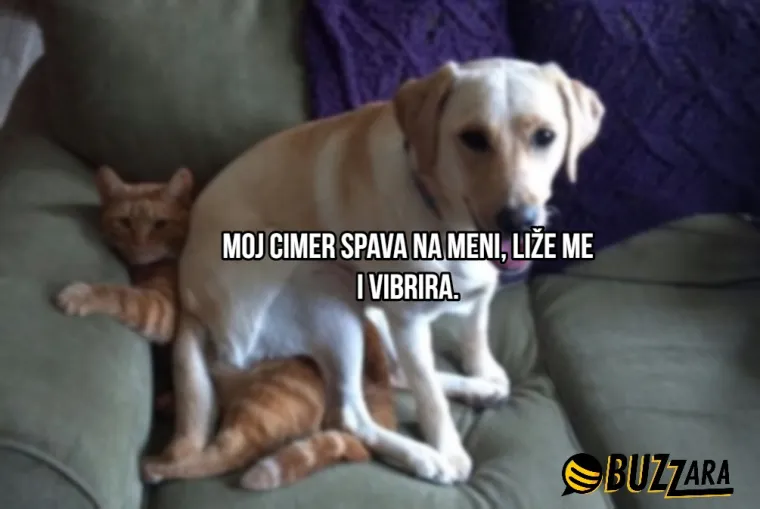 'Moj cimer spava u kavezu pored mog kreveta': Ljudi su opisali svoje ljubimce kao cimere s urnebesnim rezultatima