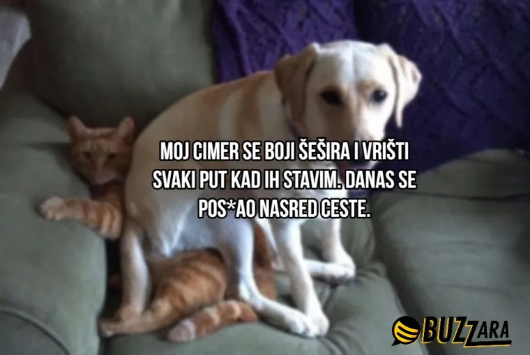 'Moj cimer spava u kavezu pored mog kreveta': Ljudi su opisali svoje ljubimce kao cimere s urnebesnim rezultatima