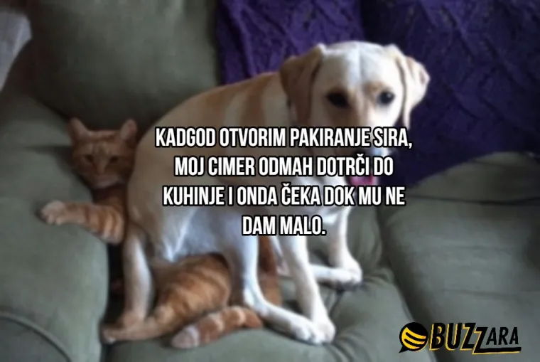 'Moj cimer spava u kavezu pored mog kreveta': Ljudi su opisali svoje ljubimce kao cimere s urnebesnim rezultatima