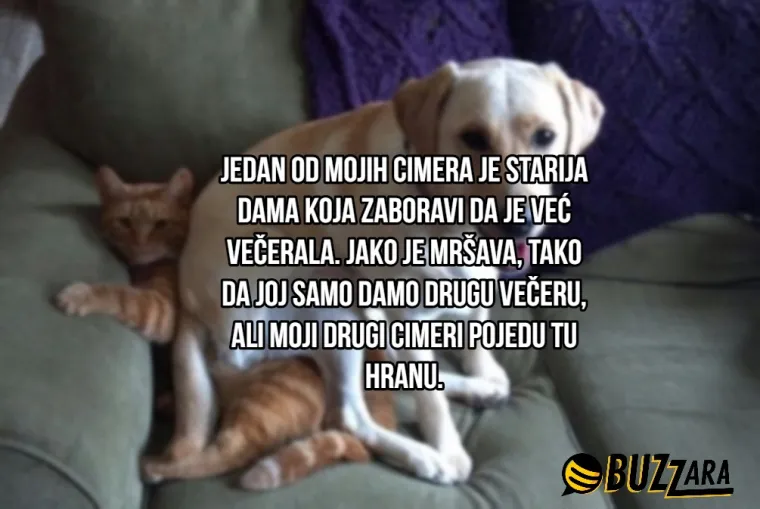 'Moj cimer spava u kavezu pored mog kreveta': Ljudi su opisali svoje ljubimce kao cimere s urnebesnim rezultatima