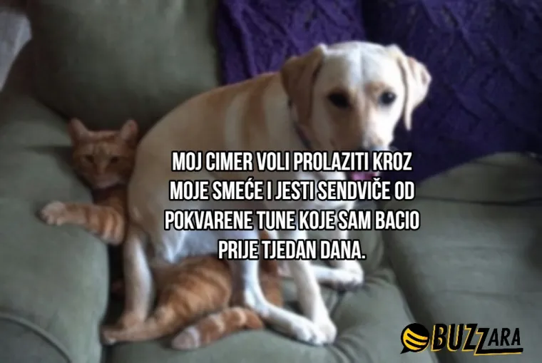 'Moj cimer spava u kavezu pored mog kreveta': Ljudi su opisali svoje ljubimce kao cimere s urnebesnim rezultatima