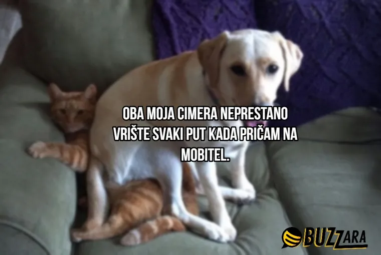 'Moj cimer spava u kavezu pored mog kreveta': Ljudi su opisali svoje ljubimce kao cimere s urnebesnim rezultatima