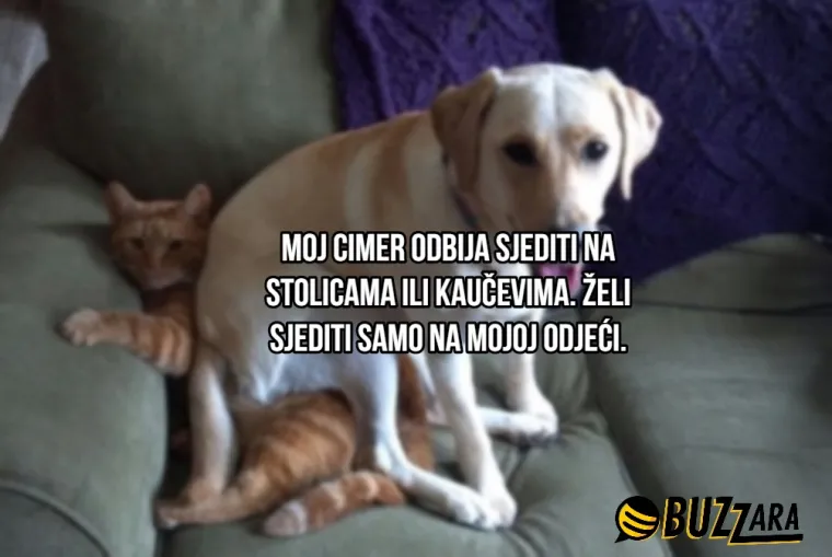 'Moj cimer spava u kavezu pored mog kreveta': Ljudi su opisali svoje ljubimce kao cimere s urnebesnim rezultatima